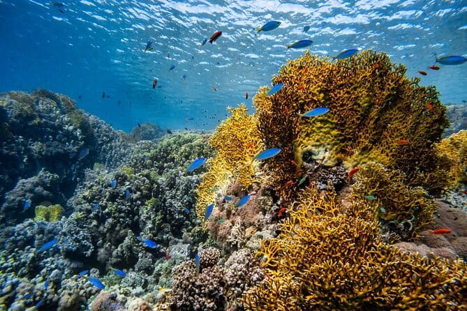 3 Fun Dives in Phi Phi islands for Certified Divers - Phuket to Phi Phi by 7:00 am: why the day starts early