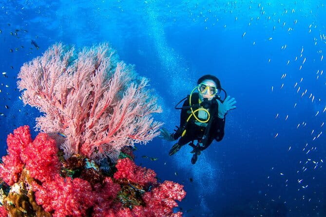 3 Fun Dives in Phi Phi islands for Certified Divers - Price and logistics: what you pay for, and what you should add on