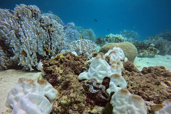 3 Fun Dives in Racha Yai and Racha Noi for Certified Divers - Safety and health requirements you should not ignore