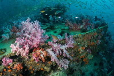 3 Fun Dives King Cruiser Wreck and Koh DokMai for Certified diver - King Cruiser Wreck at 30 meters: What you’re actually signing up for