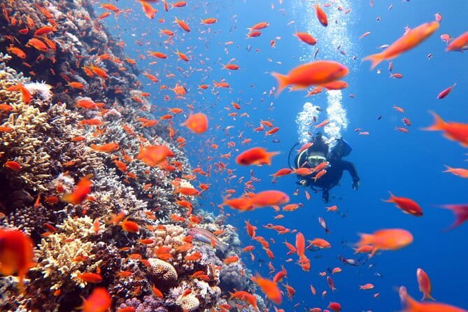 3 Fun Dives King Cruiser Wreck and Koh DokMai for Certified diver - Price and value: Is $175.17 a good deal for three sites?