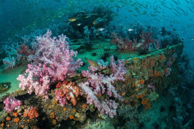 3 Fun Dives King Cruiser Wreck and Koh DokMai for Certified diver - King Cruiser Wreck at 30 meters: What you’re actually signing up for