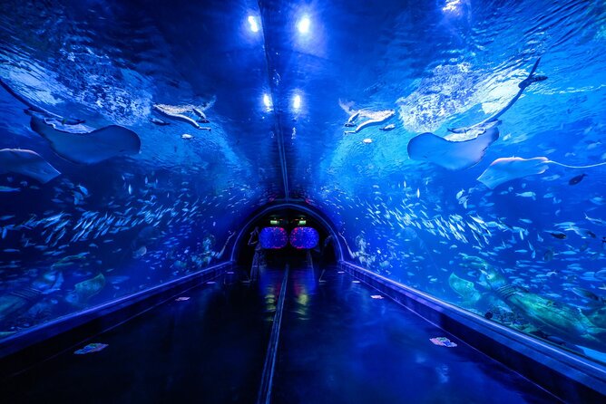 Aquarium Phuket and AR Trick Eye Museum Combo Tickets - Key highlights