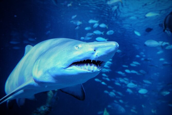 Aquarium Phuket and AR Trick Eye Museum Combo Tickets - Price and value: what $72 buys you (and what you’re not paying for)