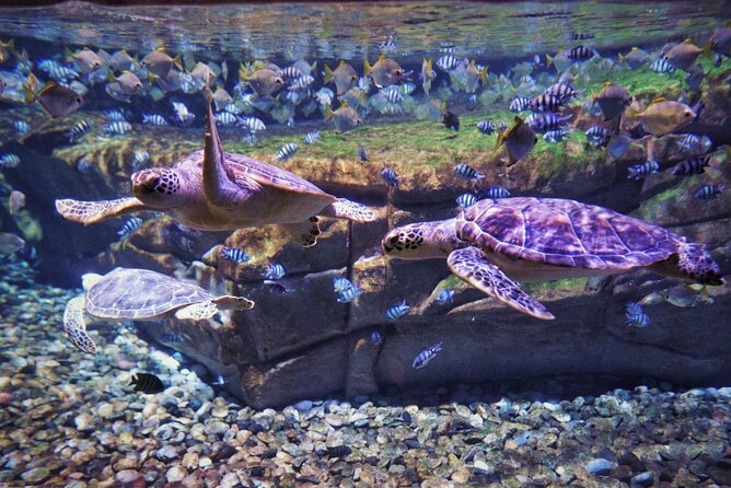 Aquarium Phuket and AR Trick Eye Museum Combo Tickets - Who should book this combo ticket