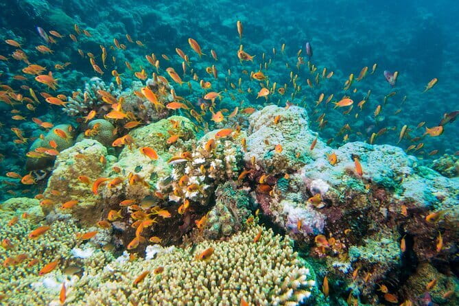 Coral Island Banana Beach Snorkeling and Clear Kayak Tour - Clear Kayaking After Snorkeling: Why This Part Feels Special