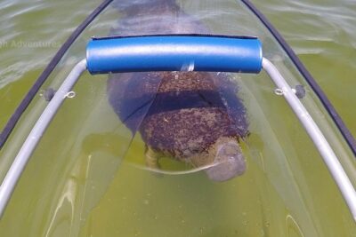 Coral Island & Racha Island Speedboat Excursion - Coral Island (Koh Hae): Banana Beach snorkeling vs Long Beach exploring