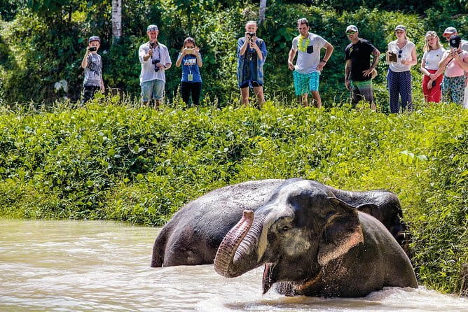 Elephant Nature Experience with Lunch at Bukit Elephant Park - Lunch buffet with scenery: what’s included and how to eat vegetarian