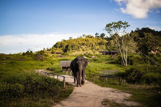 Elephant Nature Experience with Lunch at Bukit Elephant Park - The 3-hour flow: morning or afternoon, then lunch waiting nearby