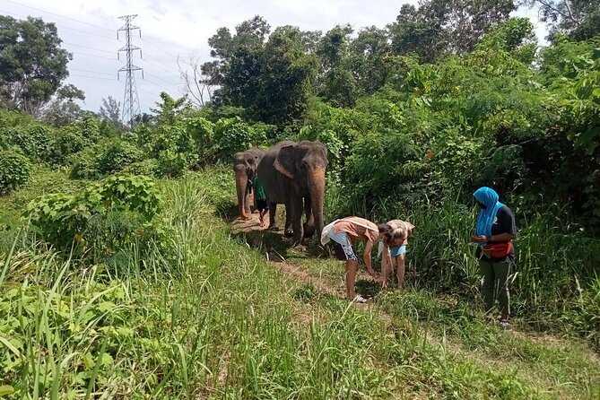 Elephant Sanctuary Small Group Tour in Phuket - The Elephant Care Class and forest walk (where ethics becomes real)
