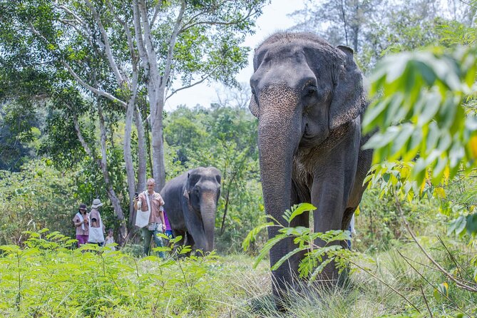 Elephant Sanctuary Small Group Tour in Phuket - Thai cooking class and lunch: the reset you’ll appreciate