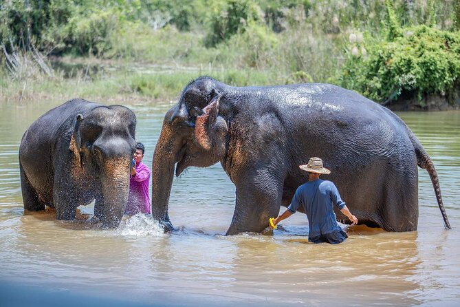 Elephant Sanctuary Small Group Tour in Phuket - Value for the price: what $152 gets you (and what it doesn’t)