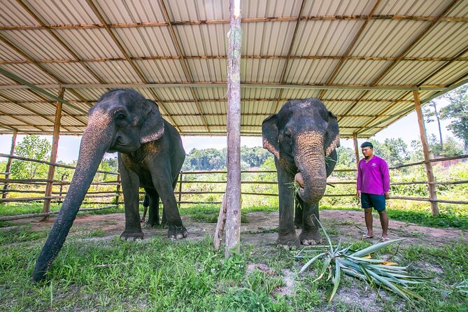 Elephant Sanctuary Small Group Tour in Phuket - Who should book this elephant sanctuary tour