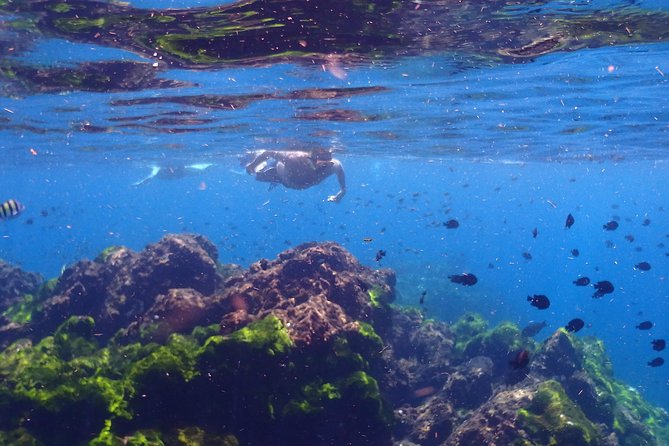 Explore Surin Islands: Ultimate Snorkeling Day Trip from Phuket - Turtle Bay and Mae Yai Bay: Your Last Two Hours in Clear Water