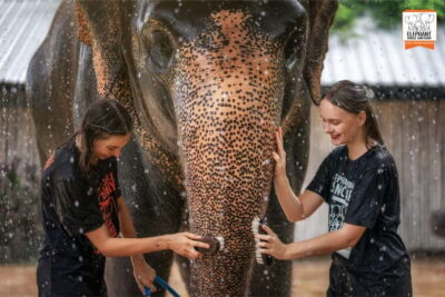 From Phuket: Elephant Jungle Sanctuary Feed and Shower Trip - The Feeding Session: Seasonal Fruit, Calm Contact, Real Etiquette
