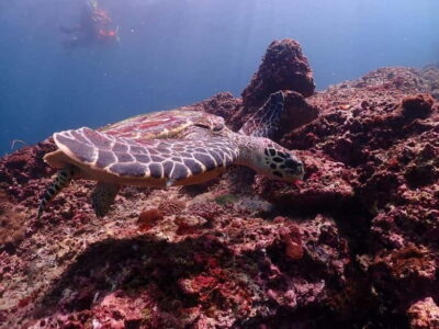 From Phuket: Phi Phi Islands Speedboat Tour - Speedboat Sails to Phi Phi Islands: What the Open-Water Portion Is Like