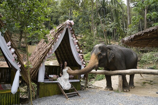 Half day with Elephants at Patong Elephant Hug (No ride No trick) - Key Highlights You’ll Actually Feel