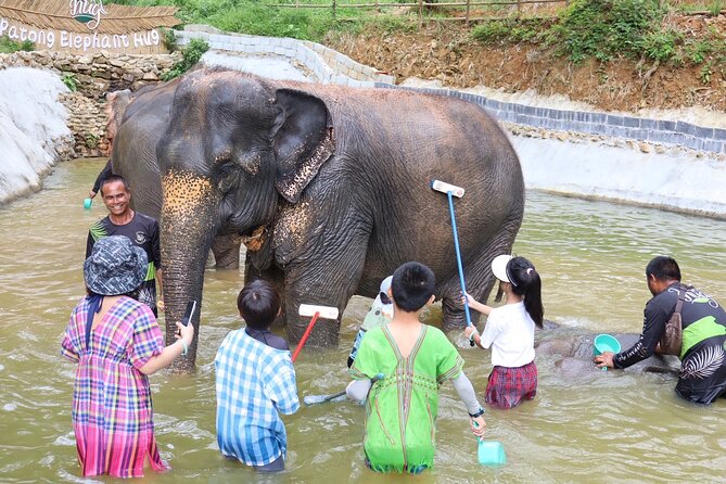 Half day with Elephants at Patong Elephant Hug (No ride No trick) - Package B (1.5 Hours): Feed and Shower with a Photo Moment