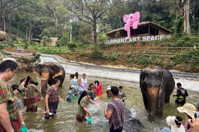 Half day with Elephants at Patong Elephant Hug (No ride No trick) - Package A (3 Hours): Feed, Spa, Shower, and a Real Thai Food Moment
