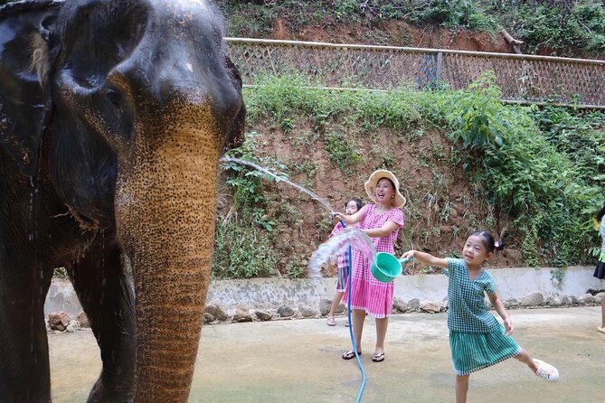 Half day with Elephants at Patong Elephant Hug (No ride No trick) - Package C (1 Hour): Elephant Hug and Fruit Feed