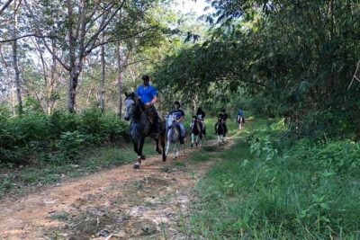 Horseback Riding 1 hour trail - The Trail Plan: Rubber Plantation, Orchard Paths, Then Up for Sea Views