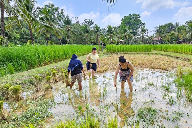 Old Phuket Farm Ticket - Countryside Local Life Culture - Buffaloes and Rubber Trees: Working Life, Not Just Wildlife