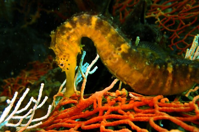 PADI Discover Scuba 2 Times Diving Phuket - Phuket Morning Math: 7:30am, Pickup, and Chalong Pier