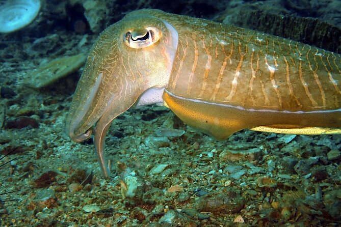 PADI Discover Scuba 2 Times Diving Phuket - Breakfast, Lunch, and Boat Comfort: Food You’ll Appreciate