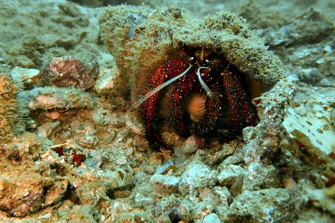 PADI Discover Scuba 2 Times Diving Phuket - Timing, Fitness, and Who Should Book