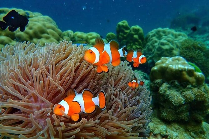 Phi Phi & Bamboo Islands Snorkeling Tour w/ Fins by Speedboat - Viking Cave and Monkey Beach: Short Stops, Big Personality