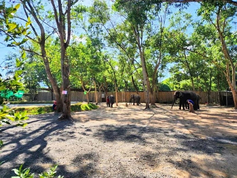 Phuket City Tour with Night Market Visit & Elephant Feeding - Guide Quality and Small-Group Comfort (What Usually Makes It Feel Smooth)
