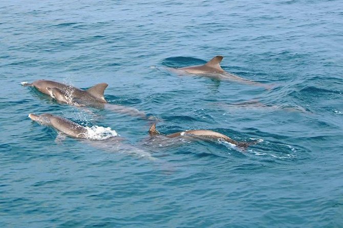 Phuket Dolphin Quest: Racha & Maiton Island Expedition - Entering The Day: Panwa Pier pickup and your first check-in