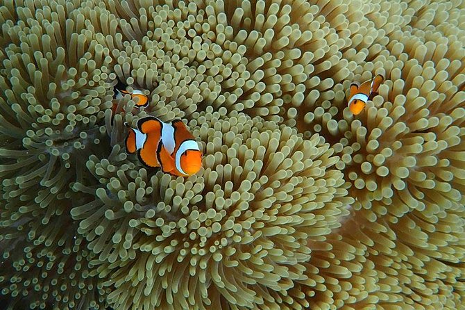 Phuket Dolphin Quest: Racha & Maiton Island Expedition - Ko Racha Noi and Pirates Beach: a calmer stop for non-pro snorkelers