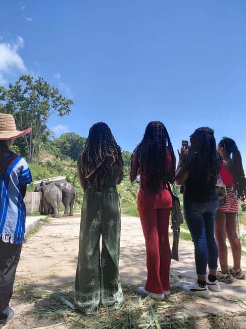 Phuket: Eco Guided Tour at Elephant Sanctuary - How the tour feels: short, focused, and rules-based