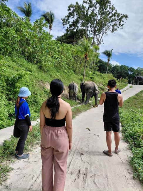 Phuket: Eco Guided Tour at Elephant Sanctuary - No forced bathing or mud play: why that rule matters