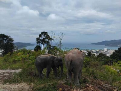 Phuket: Eco Guided Tour at Elephant Sanctuary - The expert briefing: captive care, mahouts, and wild vs captive