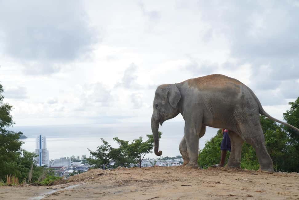 Phuket: Eco Guided Tour at Elephant Sanctuary - Van transfer and timing: plan your day around a 30-minute window