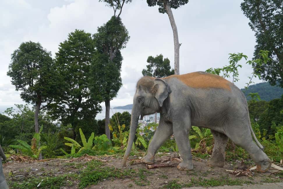 Phuket: Eco Guided Tour at Elephant Sanctuary - Making herbal vitamin balls: the hands-on part you’ll remember