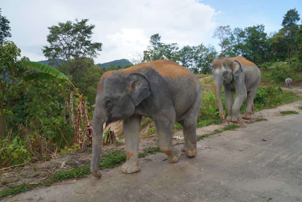 Phuket: Eco Guided Tour at Elephant Sanctuary - The guide experience: clear explanations, not scripted hype