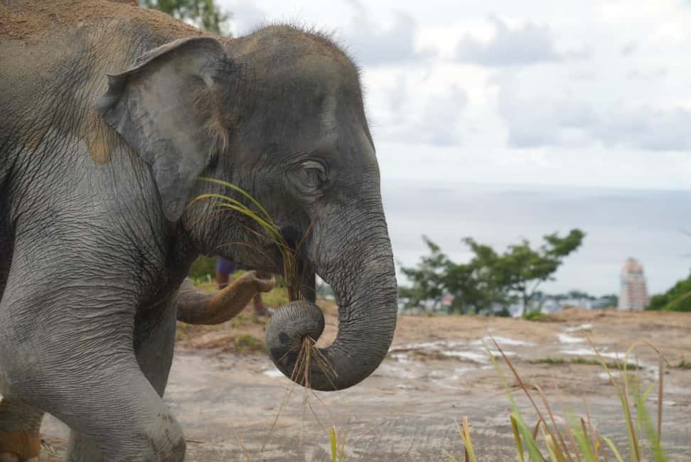 Phuket: Eco Guided Tour at Elephant Sanctuary - Price and value: why $32 feels fair for what you get