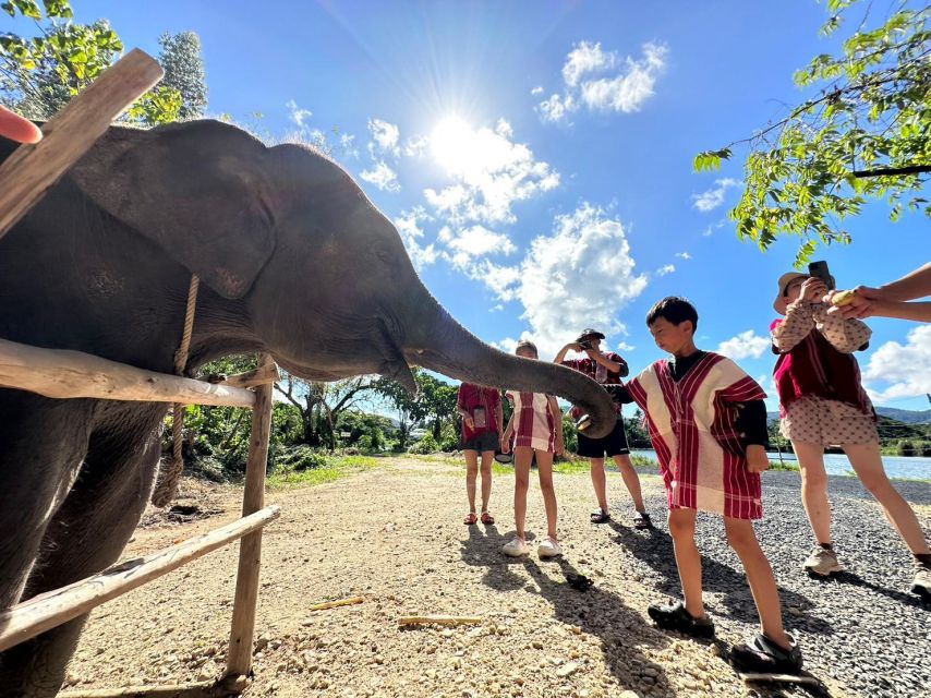 Phuket: Elephant Experience with Lunch or Dinner and Pickup - Pickup and timing: how to plan your Phuket half-day plus drive