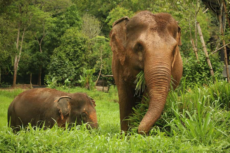 Phuket: Elephant Nature Reserve Entry Ticket and Guided Tour - Key highlights you’ll notice right away