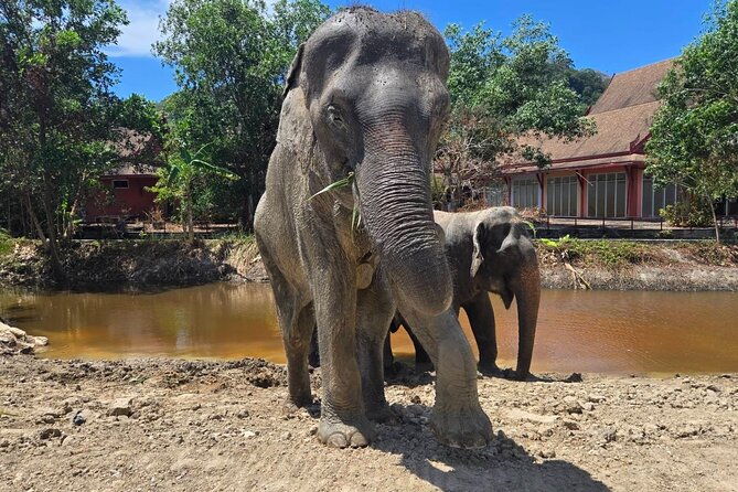 Phuket: Elephant Nature Walk - Guided Tour with Transport - Freedom Elephant Reserve Phuket: what your 3-hour nature walk is really like
