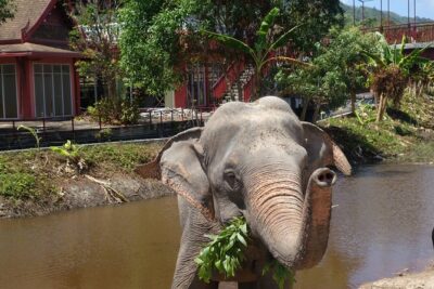 Phuket: Elephant Nature Walk - Guided Tour with Transport - Getting there with hotel transport (and the solo traveler catch)