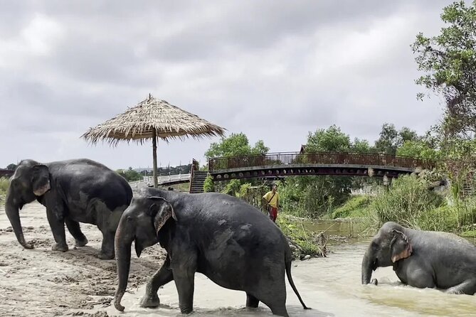 Phuket: Elephant Nature Walk - Guided Tour with Transport - What’s included (and how that changes the value)