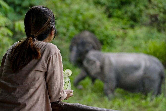 Phuket Elephant Sanctuary Canopy Walkway Tour - Ethical elephant tourism in Phuket, minus the circus feel