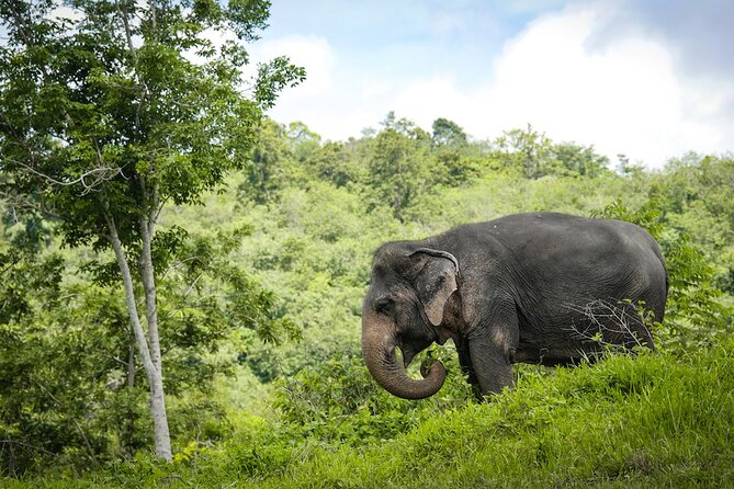 Phuket Elephant Sanctuary Canopy Walkway Tour - Feeding elephants: how participation works and what to expect