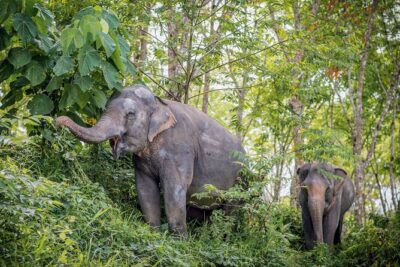 Phuket Elephant Sanctuary Canopy Walkway Tour - The canopy walkway: 500 meters of real elephant behavior