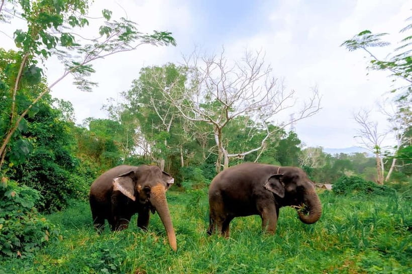 Phuket: Elephant Sanctuary Feed and Bathe Gentle Giants - A Phuket Elephant Sanctuary Day That Feels Calm and Purposeful