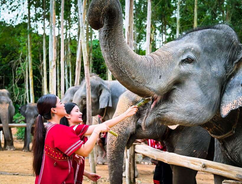 Phuket : Experience feeding and bathing elephants 1.5 Hrs. - Mahout uniform, coffee, cookies, and the Karen culture context